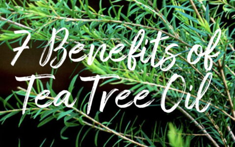 7 Benefits of Tea Tree Oil