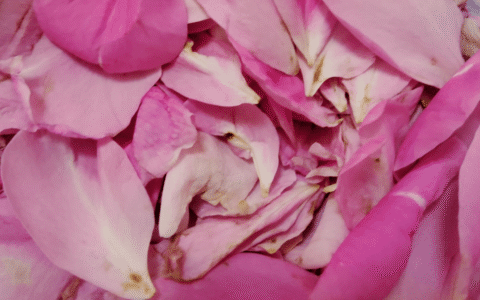 Photocredit: Adeline Panamaroff