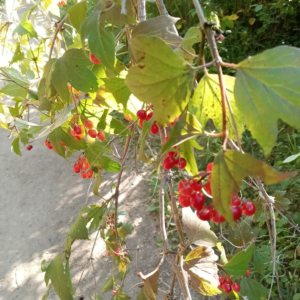 Highbush cranberry sauce |  Adeline Panamaroff