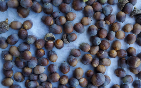 Acorn Pancakes | Adeline Panamaroff