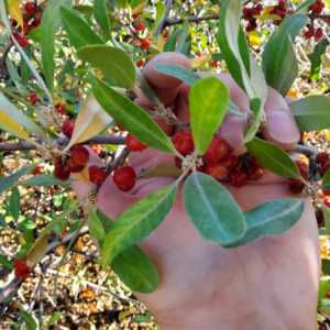 Sea Buckthorn Jam | Adeline Panamaroff