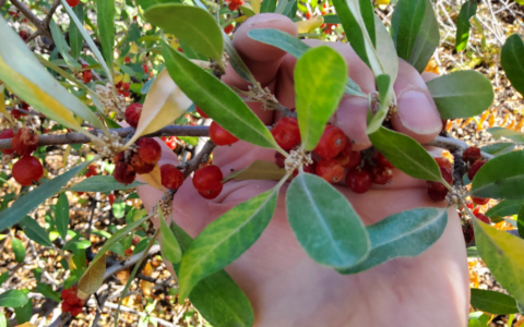 Sea Buckthorn Jam | Adeline Panamaroff