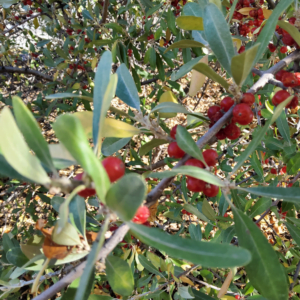 Sea Buckthorn Jam | Adeline Panamaroff