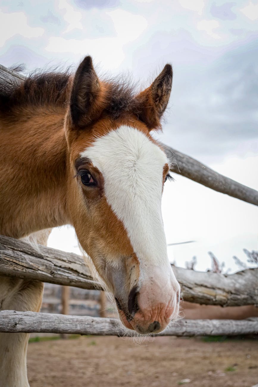 Manitoba Celebrates Rare Birth of Two Ojibwe Spirit Horses in 2026