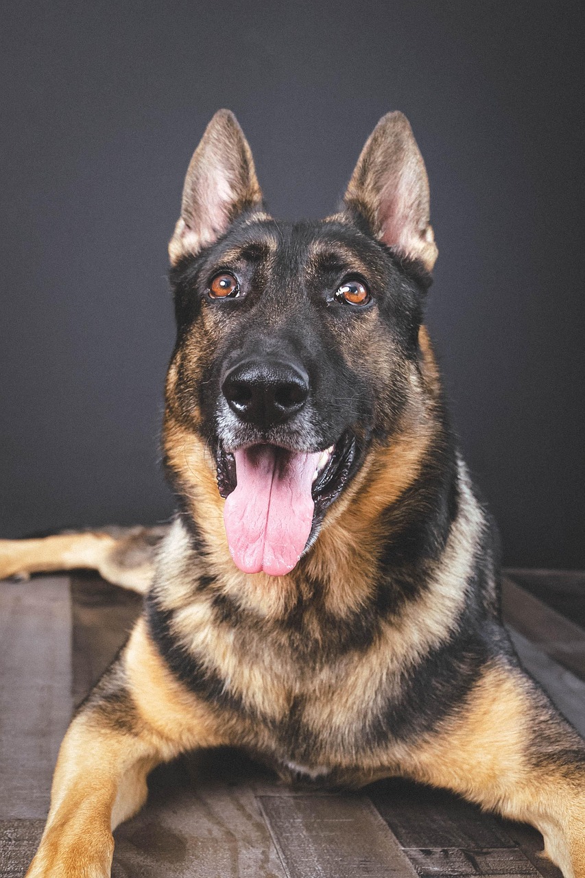 ASIRT Probes Police Dog Bite Incident Involving Teenager at Calgary School