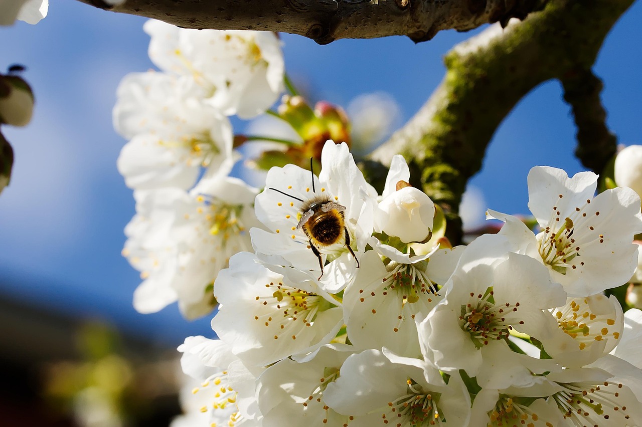 Edmonton Allergy Season 2026: Why Drought and Late Spring are Triggering Record Pollen
