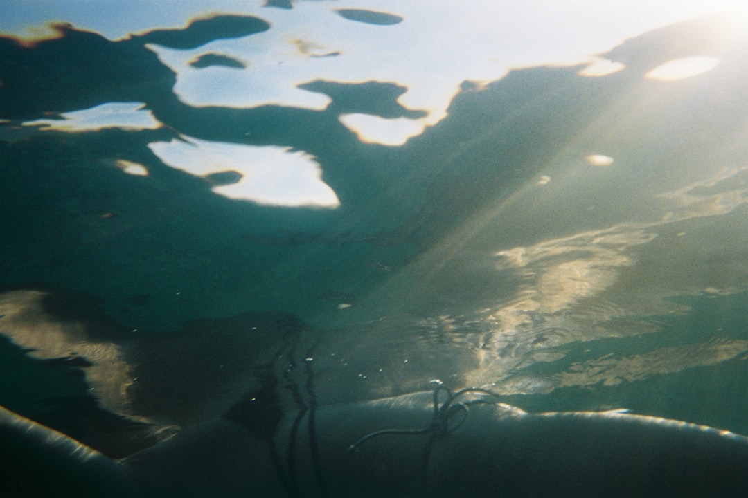 Beluga Whales Join Elite Group of Self-Aware Species in Landmark 2026 Mirror Study