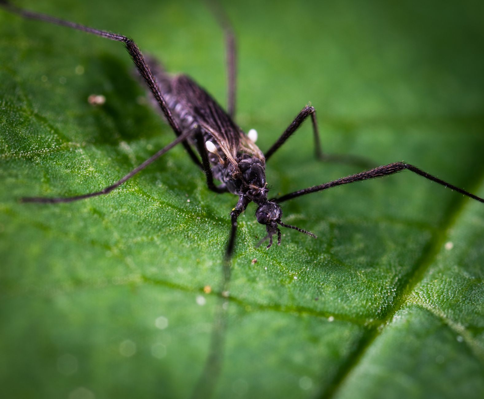 Edmonton Braces for Surge in Mosquito Activity Following Record Precipitation