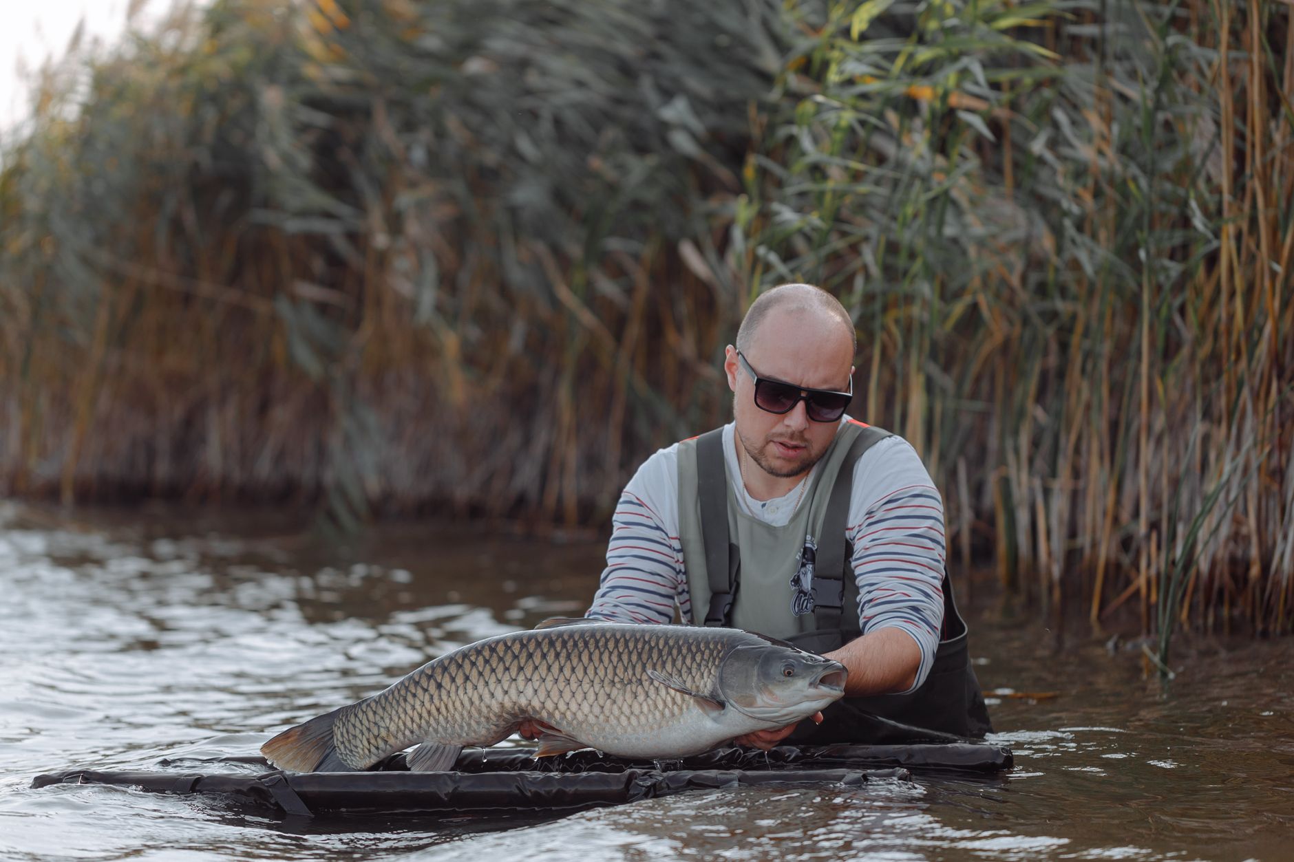 Lab Results Confirm Invasive Prussian Carp Infestation in Sylvan Lake