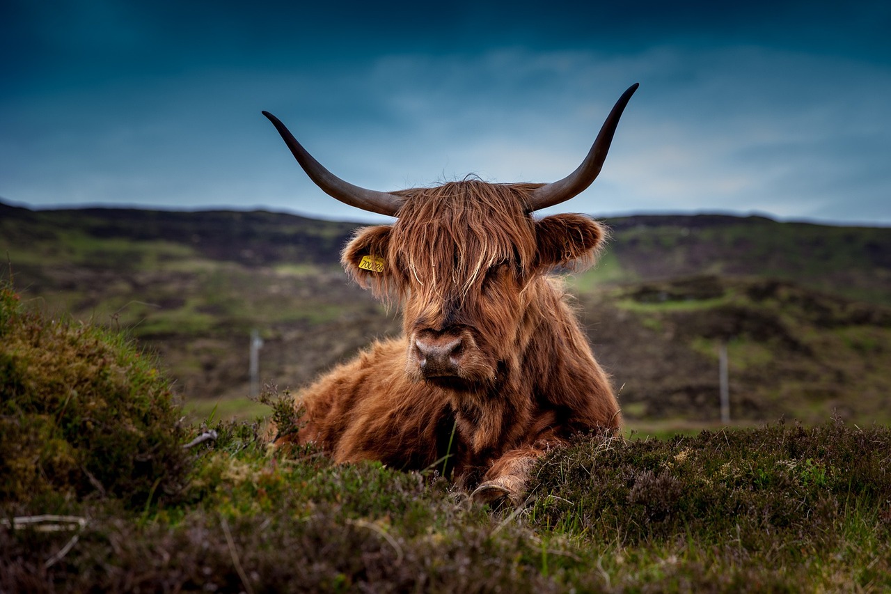 Canadian Cattle Association Addresses New World Screwworm Risks Amid Texas Import Pause