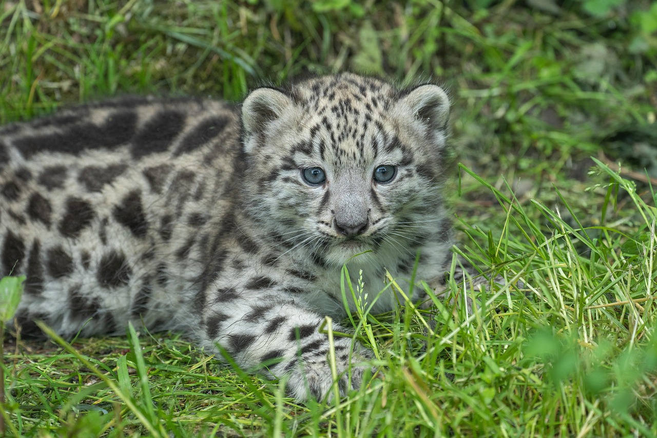 Calgary Zoo Unveils New Asian Highlands Exhibit