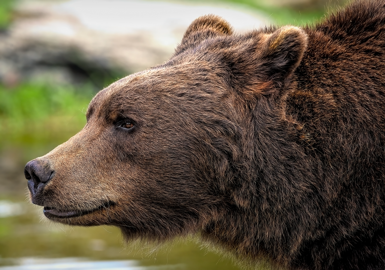 Charges Laid After Dangerous Off-Leash Dog and Grizzly Encounter in Banff
