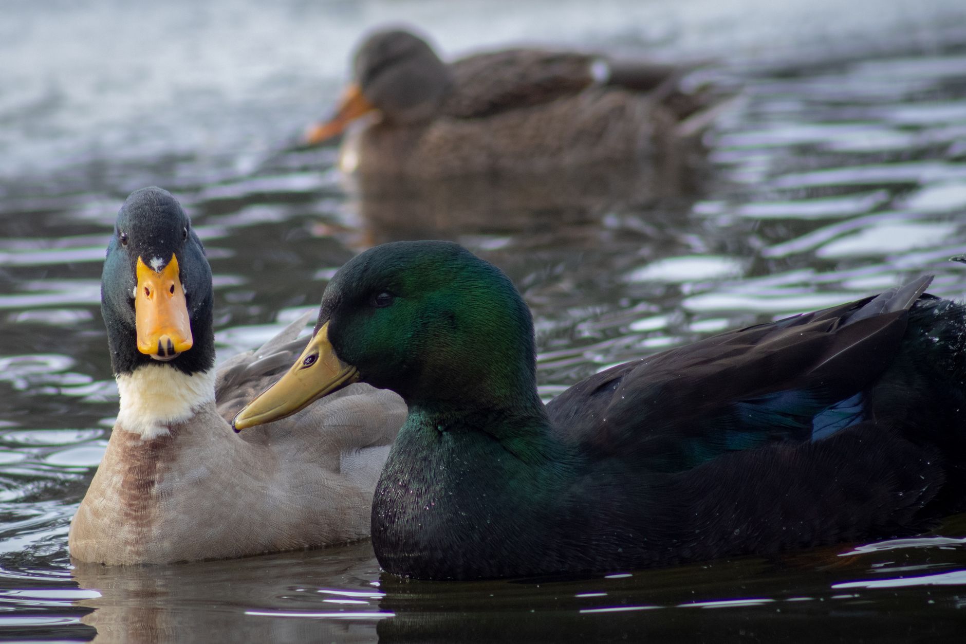 Edmonton's Clever Cayuga Duck Evades Multiple Capture Attempts at Lake Summerside