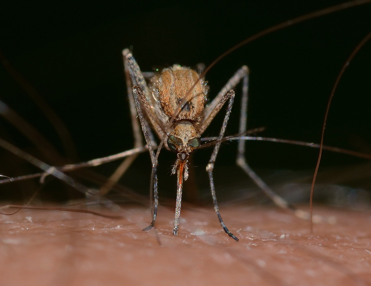 West Nile Virus Detected in Ontario Mosquito Pools: How to Stay Safe This Summer