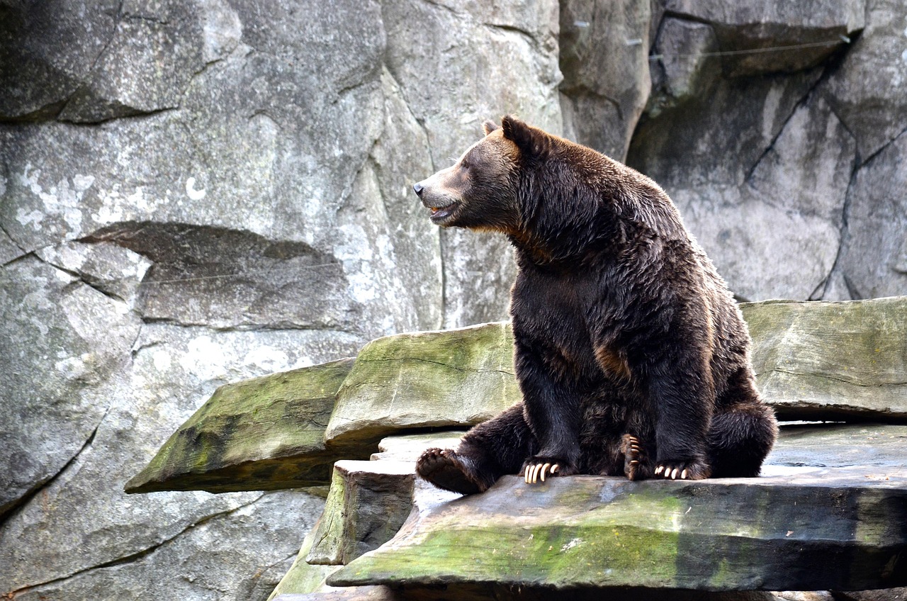 Calgary Zoo Grizzly Bear Escape Prompts Immediate Review of Safety Protocols