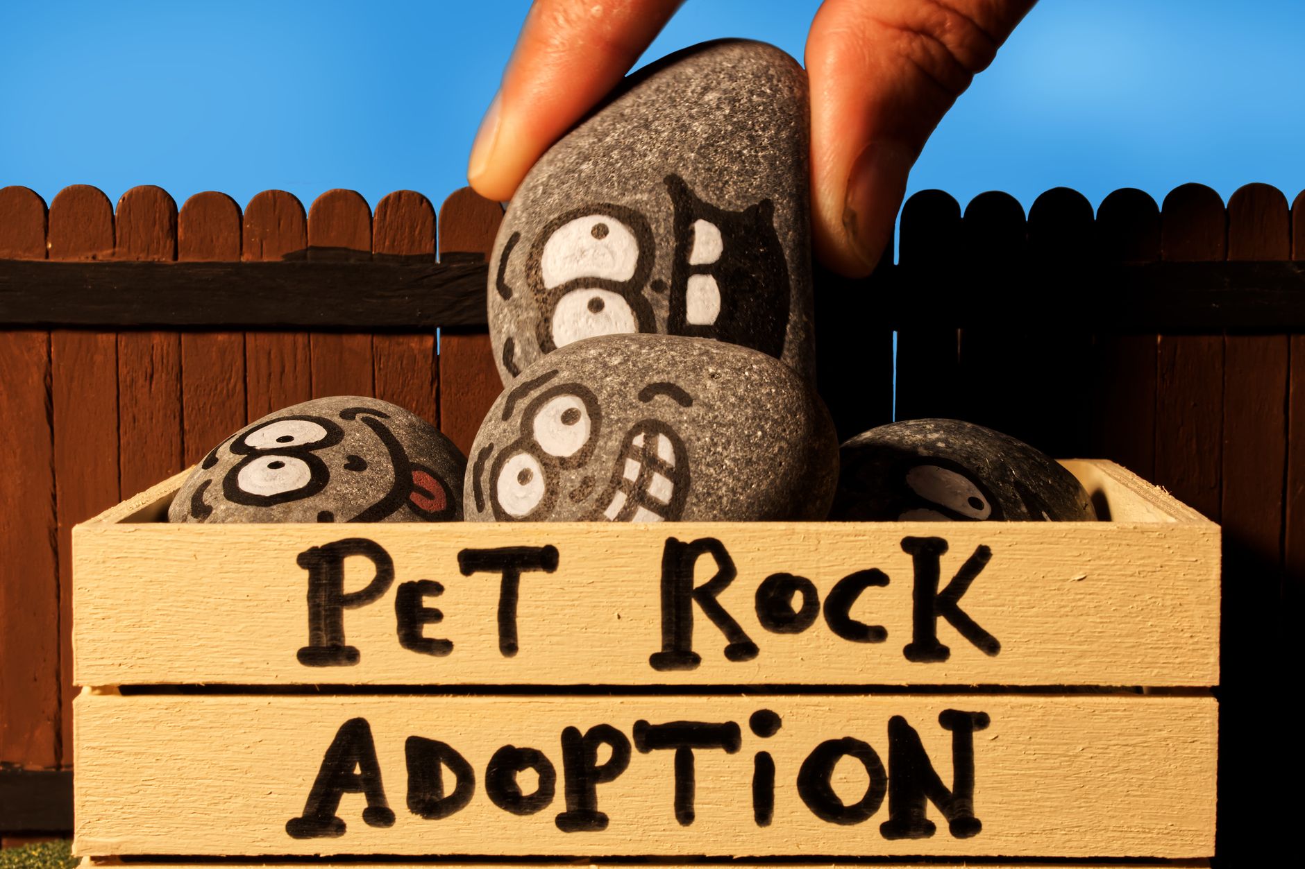 From Gary Dahl to Seoul: Inside the Global Revival of the Pet Rock