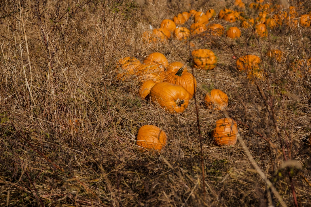 Alberta Pumpkin Shortage: Wet Summer Forces Farmers into Unprecedented Survival Strategies